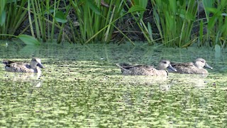 Blue-winged Teal, ML144474221