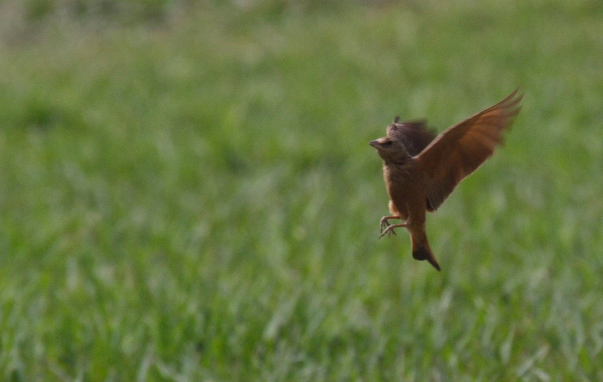 Rufous-tailed Lark - António Gonçalves