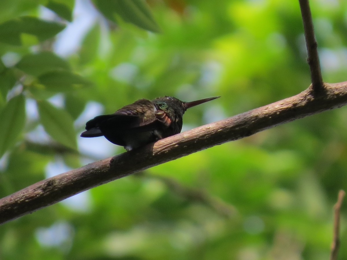 Blue-tailed Hummingbird - ML144475401