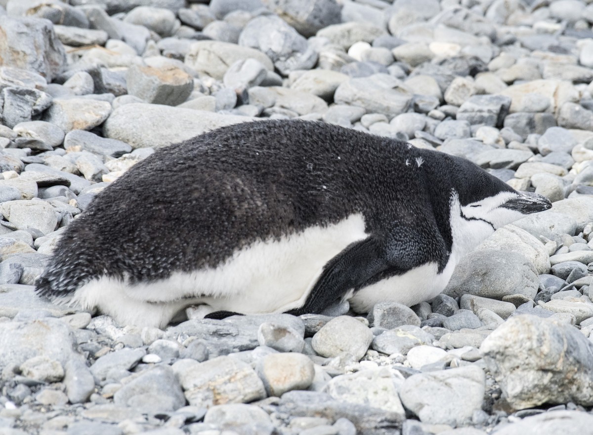 Chinstrap Penguin - Olaf Danielson