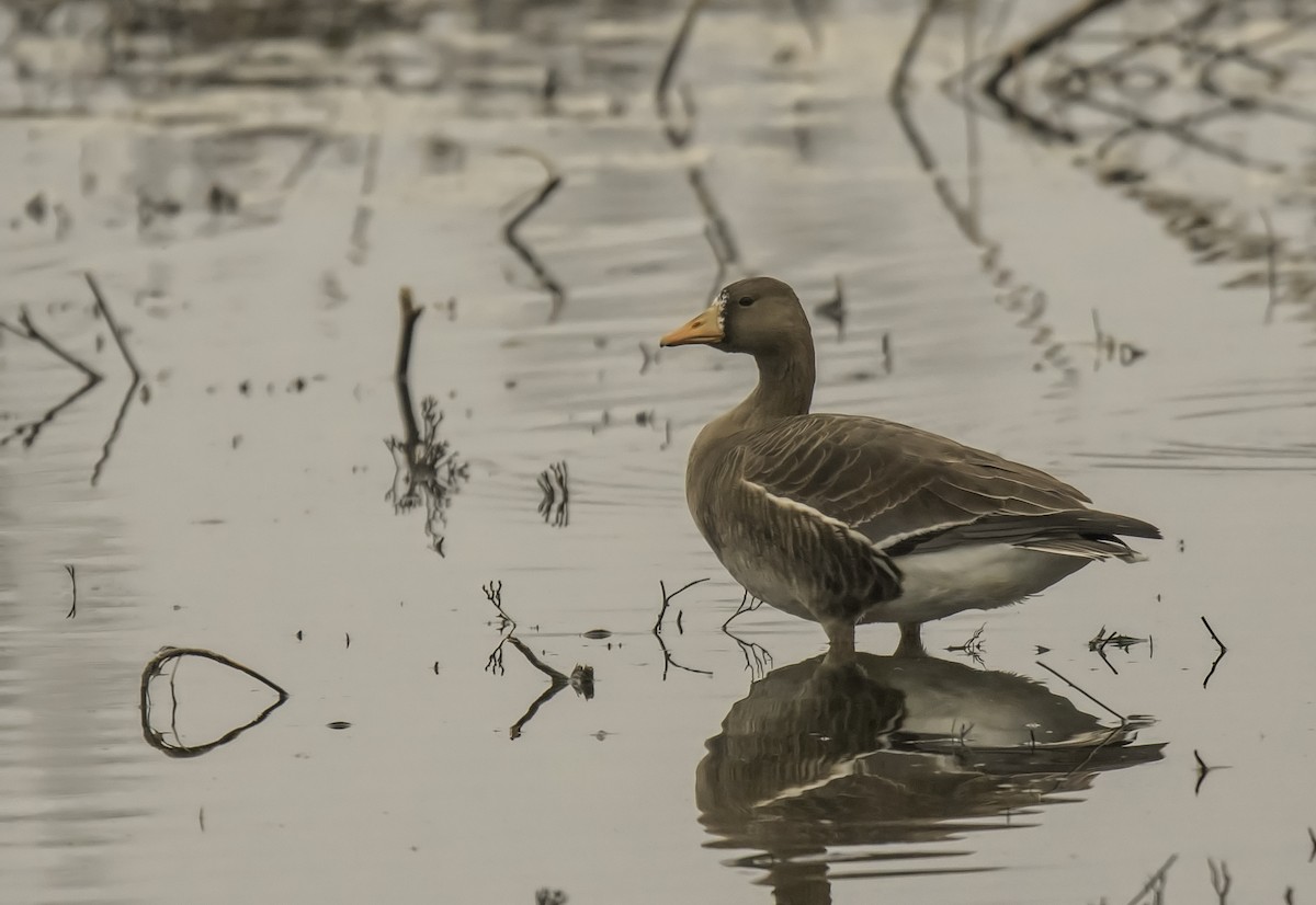 Greater White-fronted Goose - ML144480331