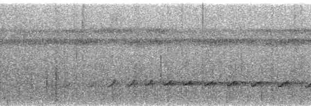 amazonvatretreløper (certhia) - ML144481