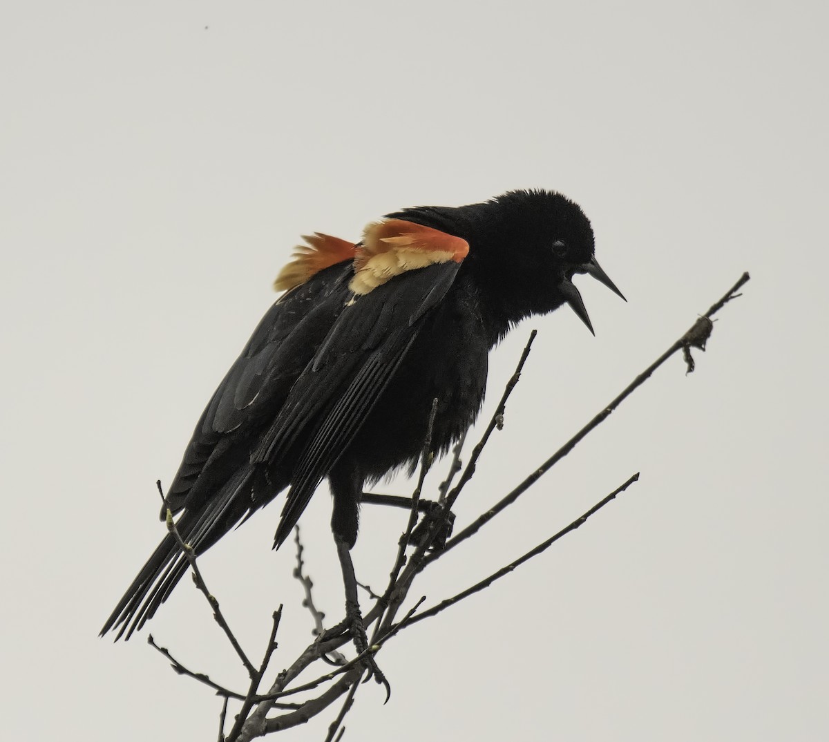 Red-winged Blackbird - ML144481841