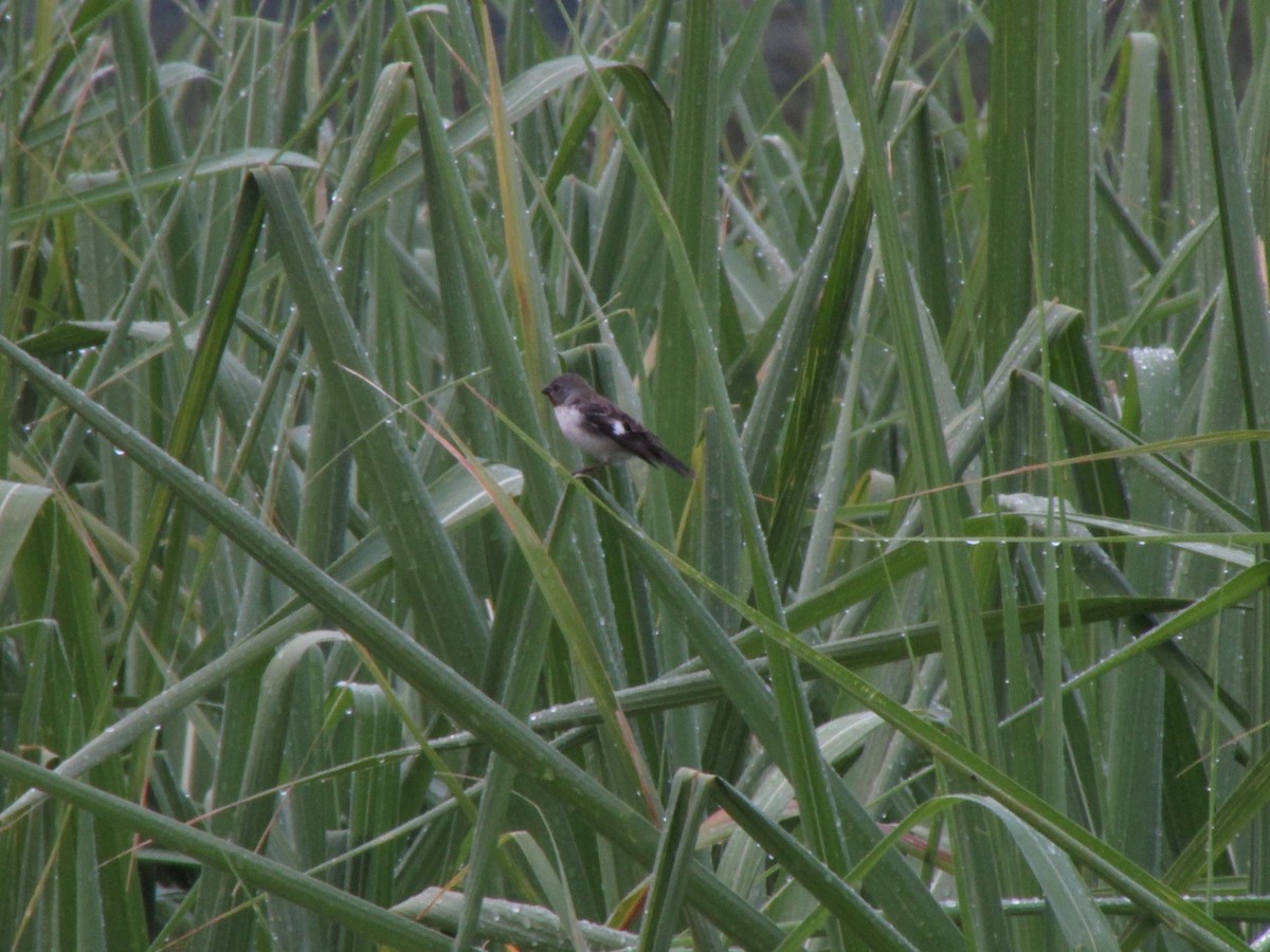 Chestnut-throated Seedeater - ML144482781