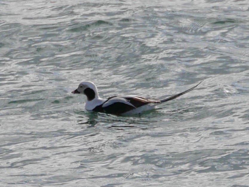 Long-tailed Duck - Natalie Barkhouse-Bishop