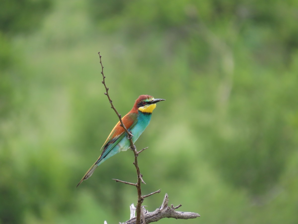 European Bee-eater - Joyce Brady
