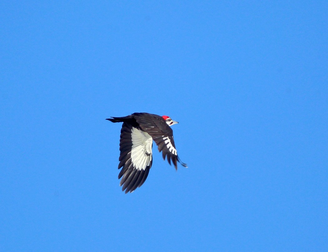 Pileated Woodpecker - ML144485031
