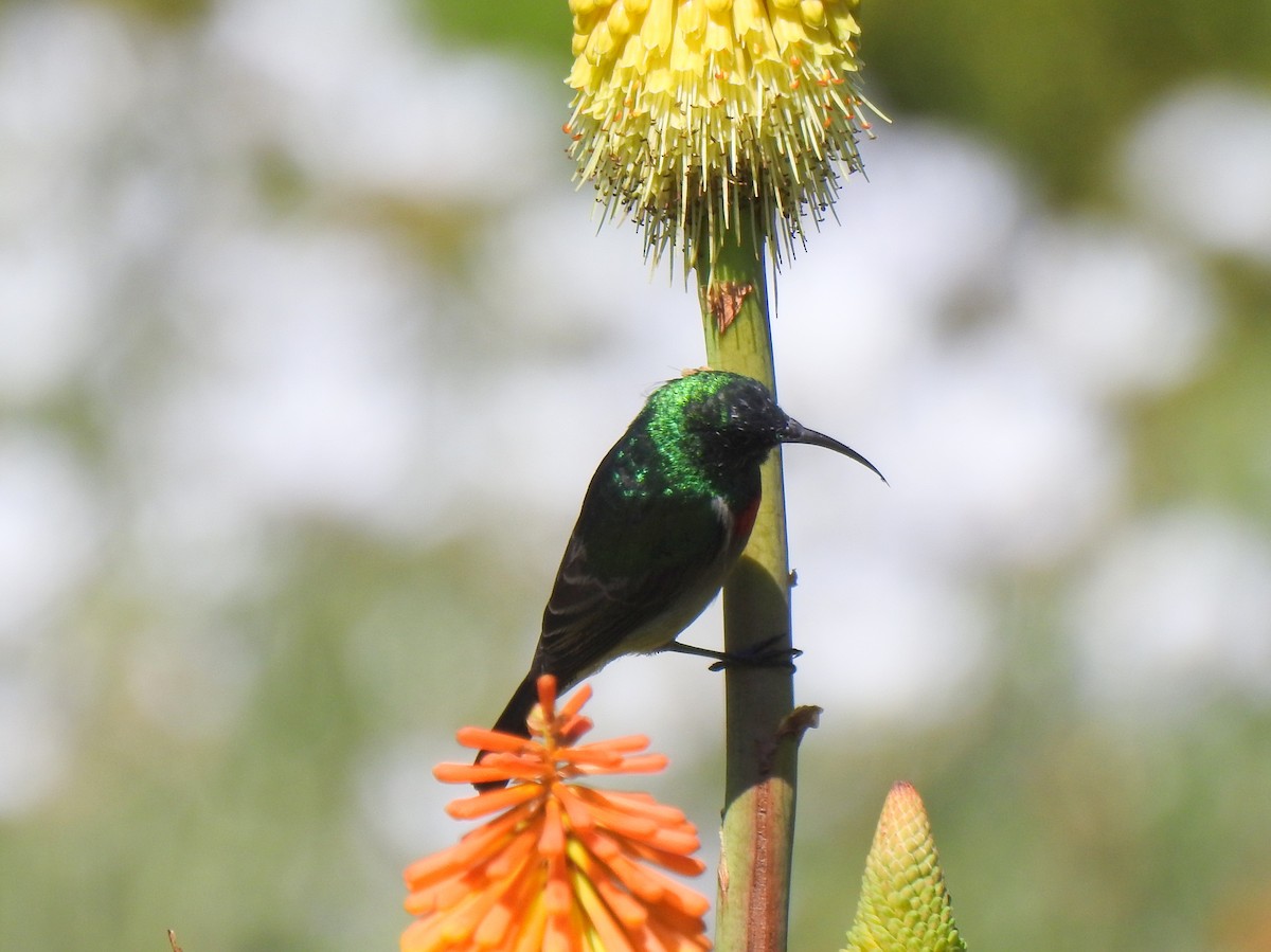 Southern Double-collared Sunbird - ML144485691