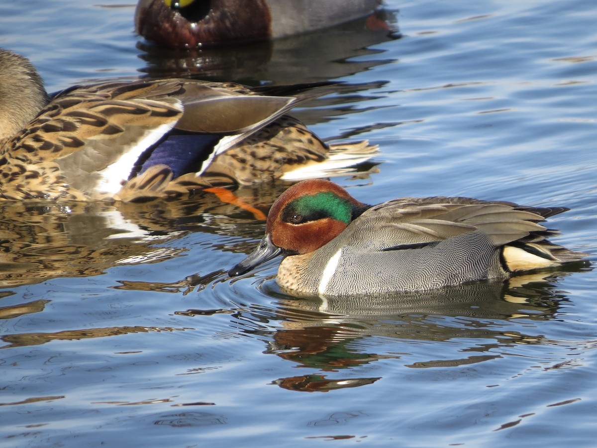 Green-winged Teal - Bill Nolting