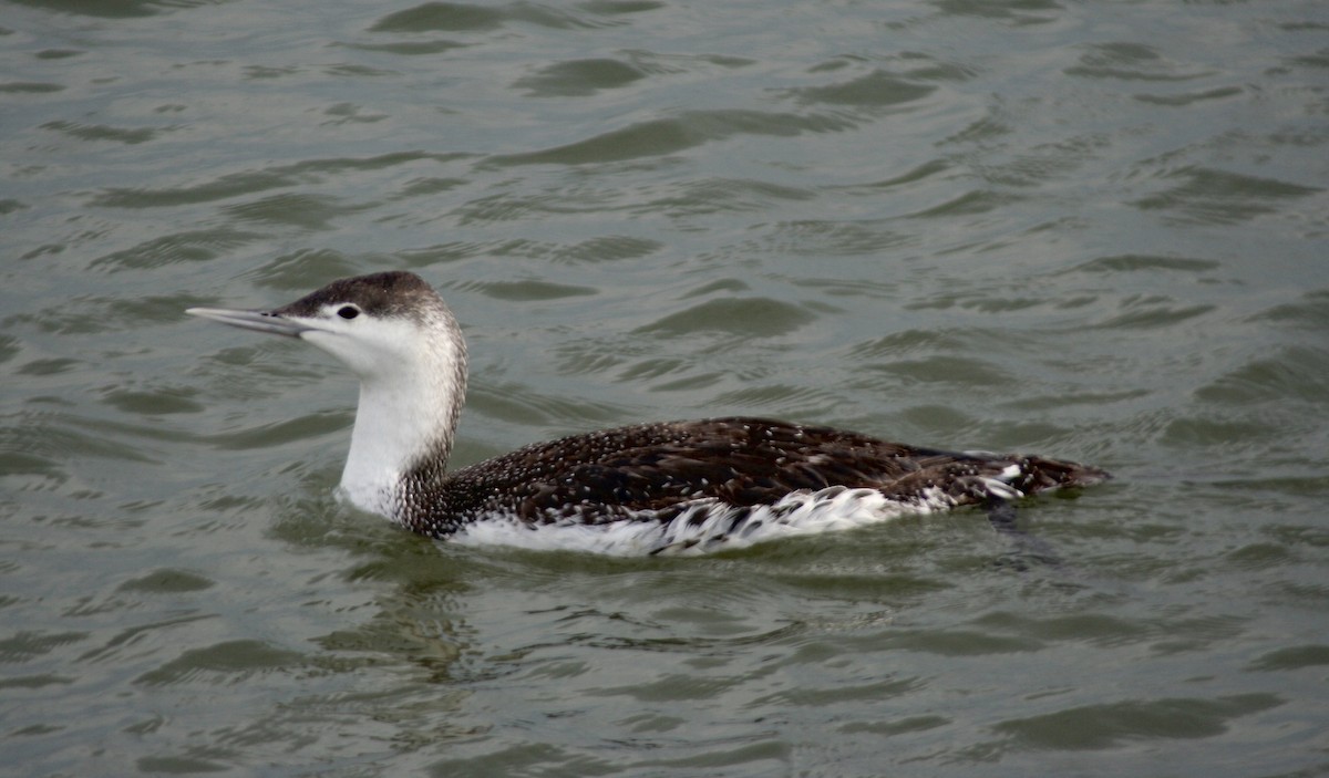Red-throated Loon - ML144491161