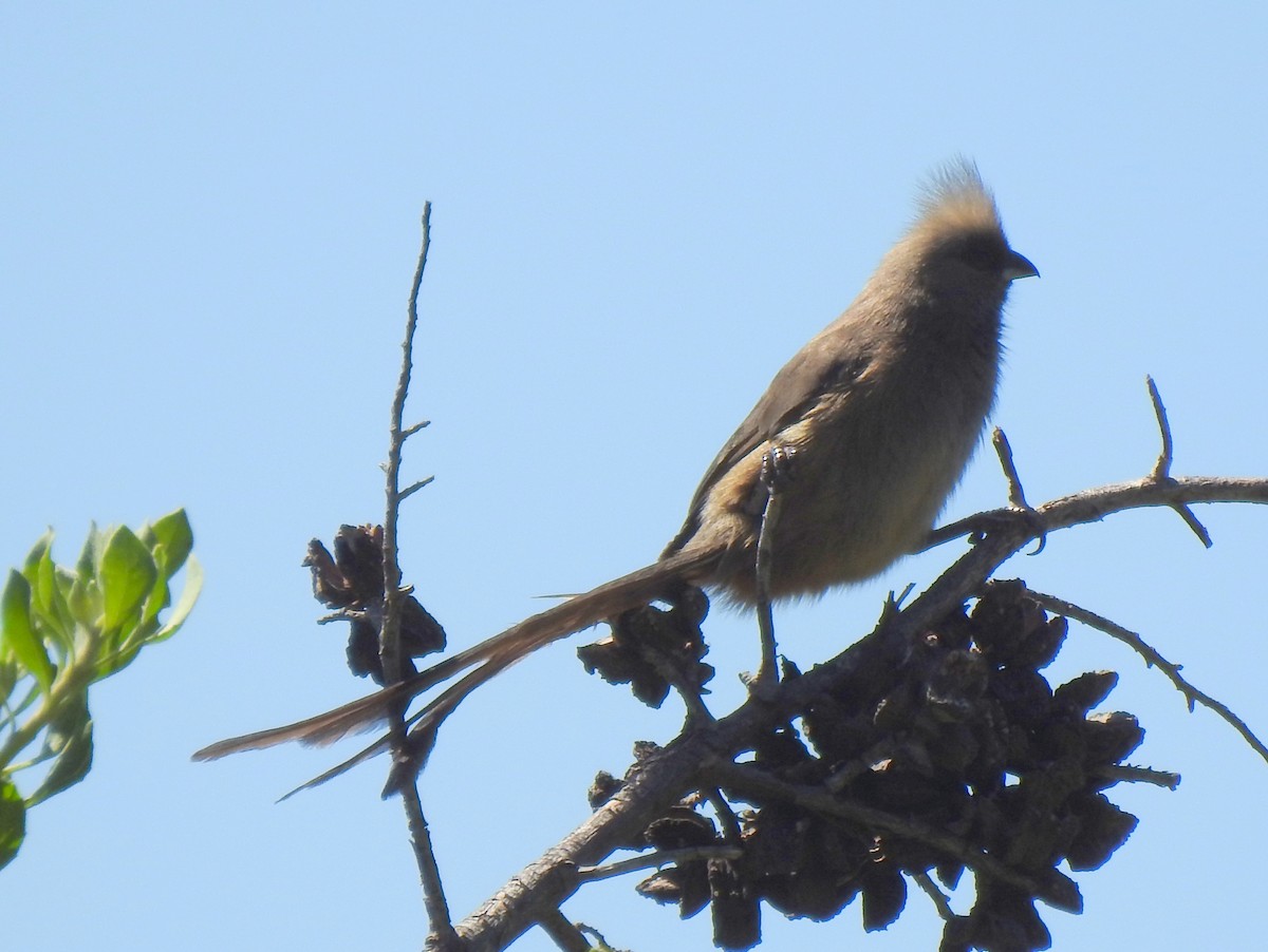 Speckled Mousebird - ML144492391