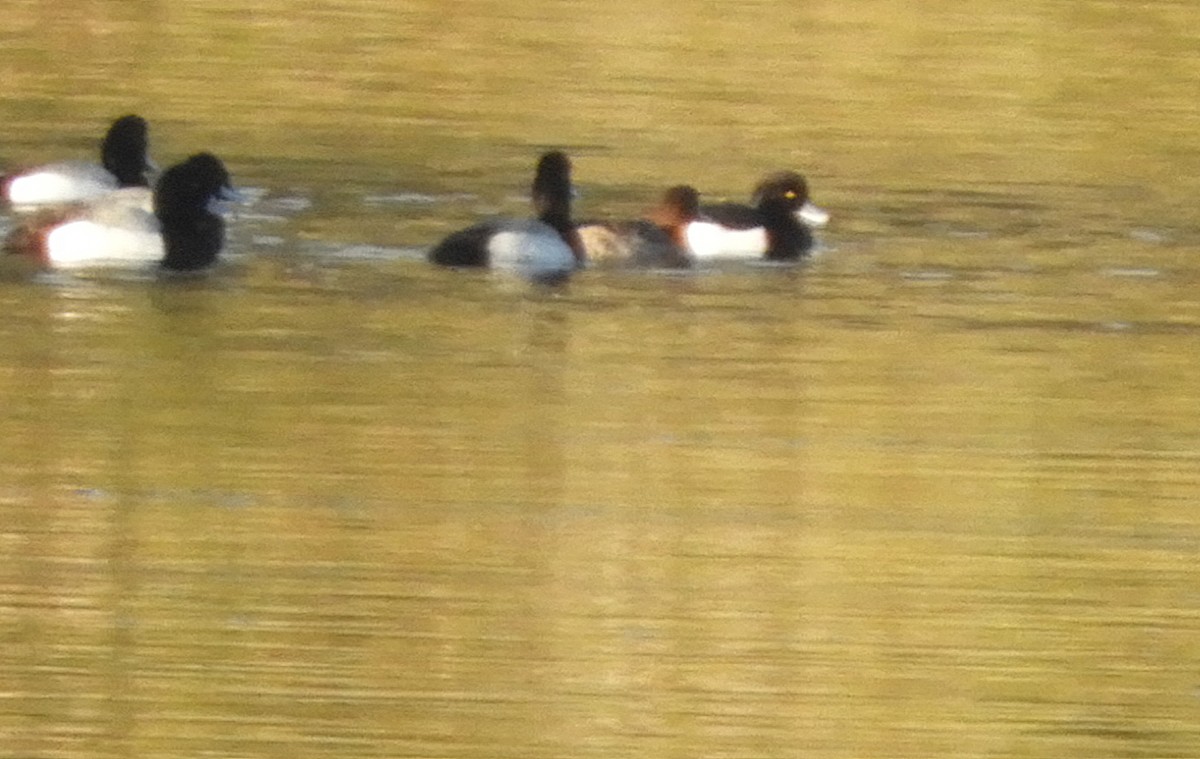 Tufted Duck - ML144493821