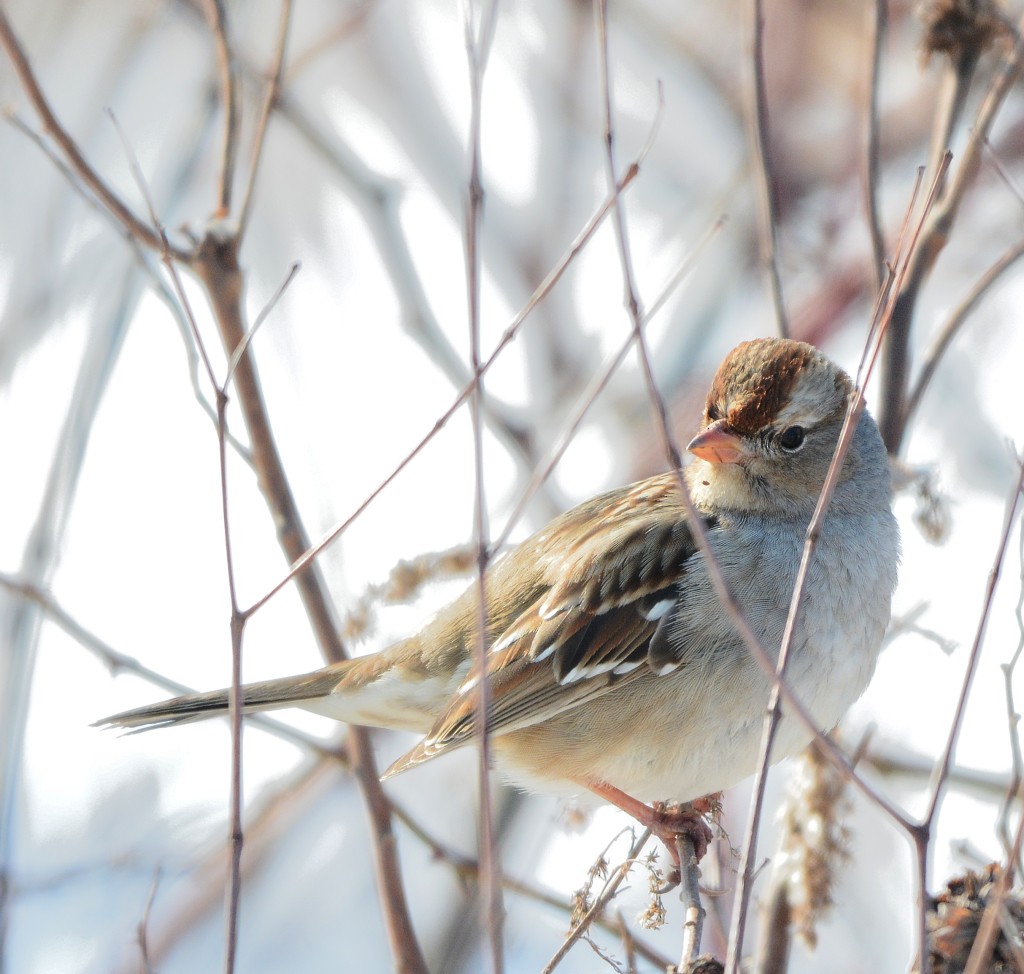 White-crowned Sparrow - Jaime Thomas