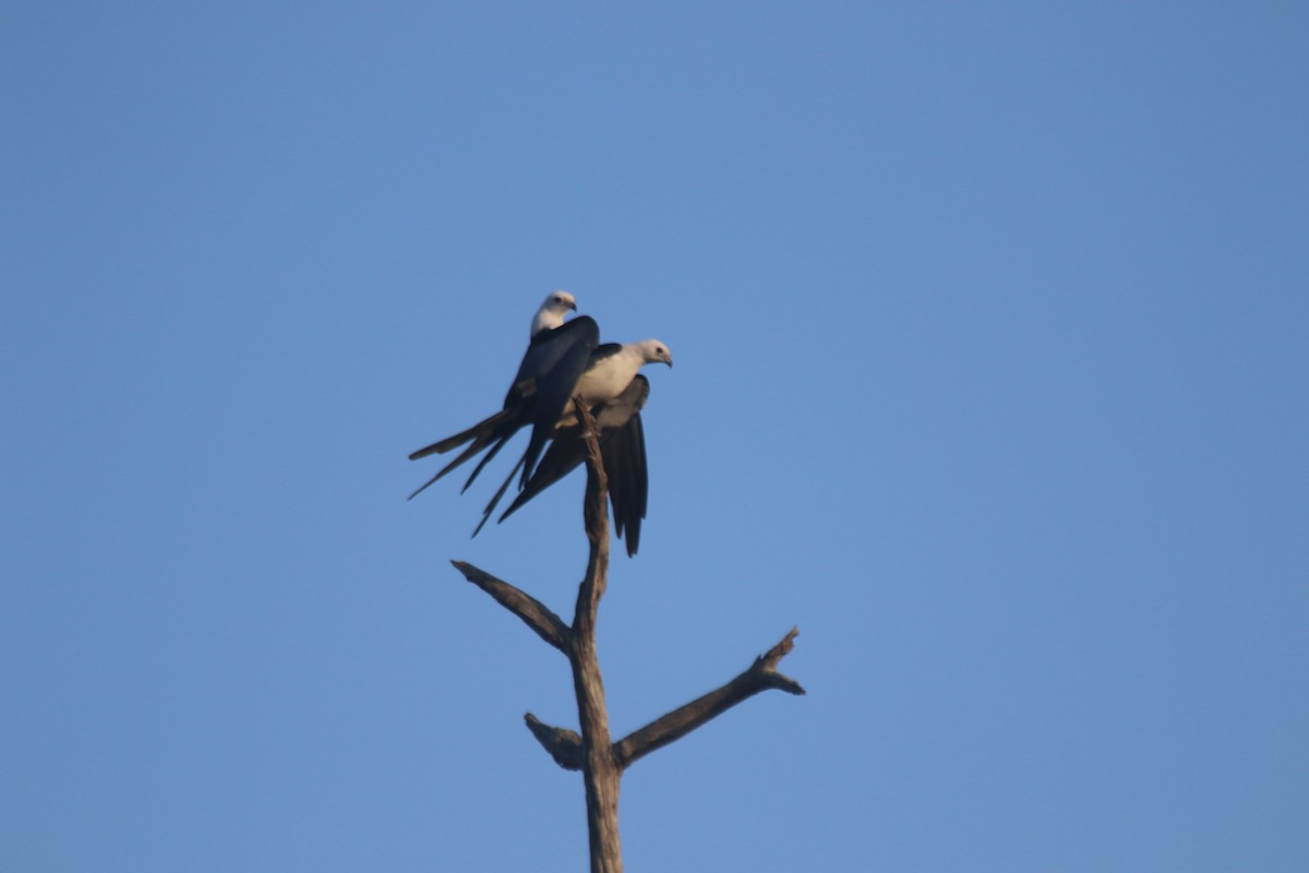 Swallow-tailed Kite - Scott Lewis