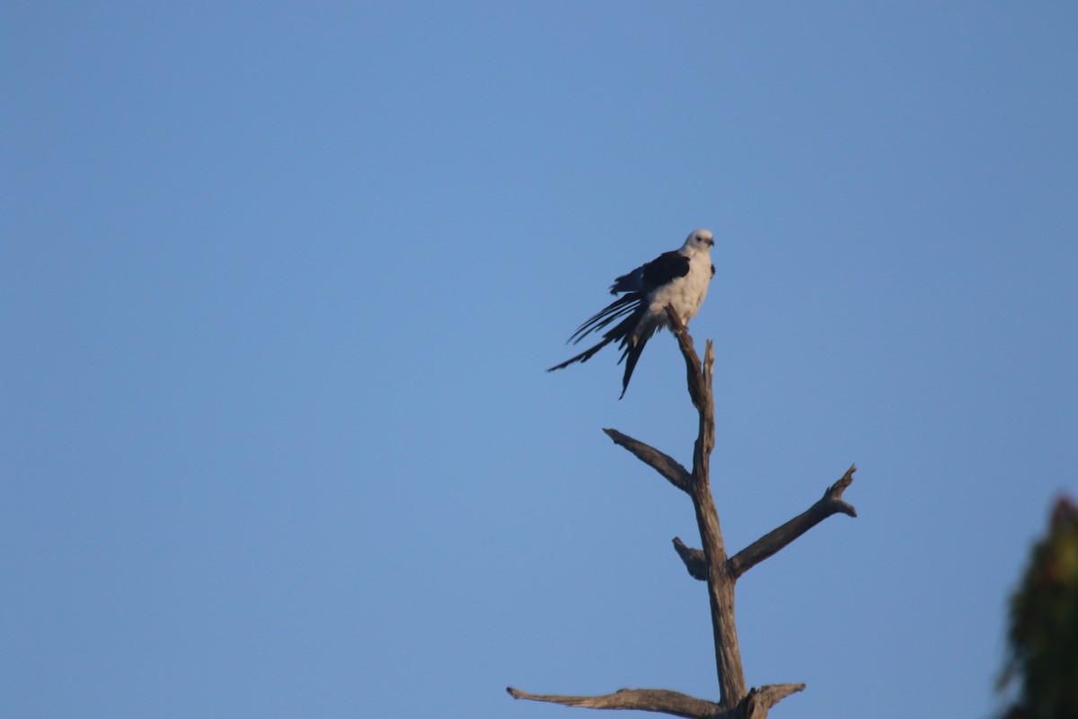 Swallow-tailed Kite - ML144496801
