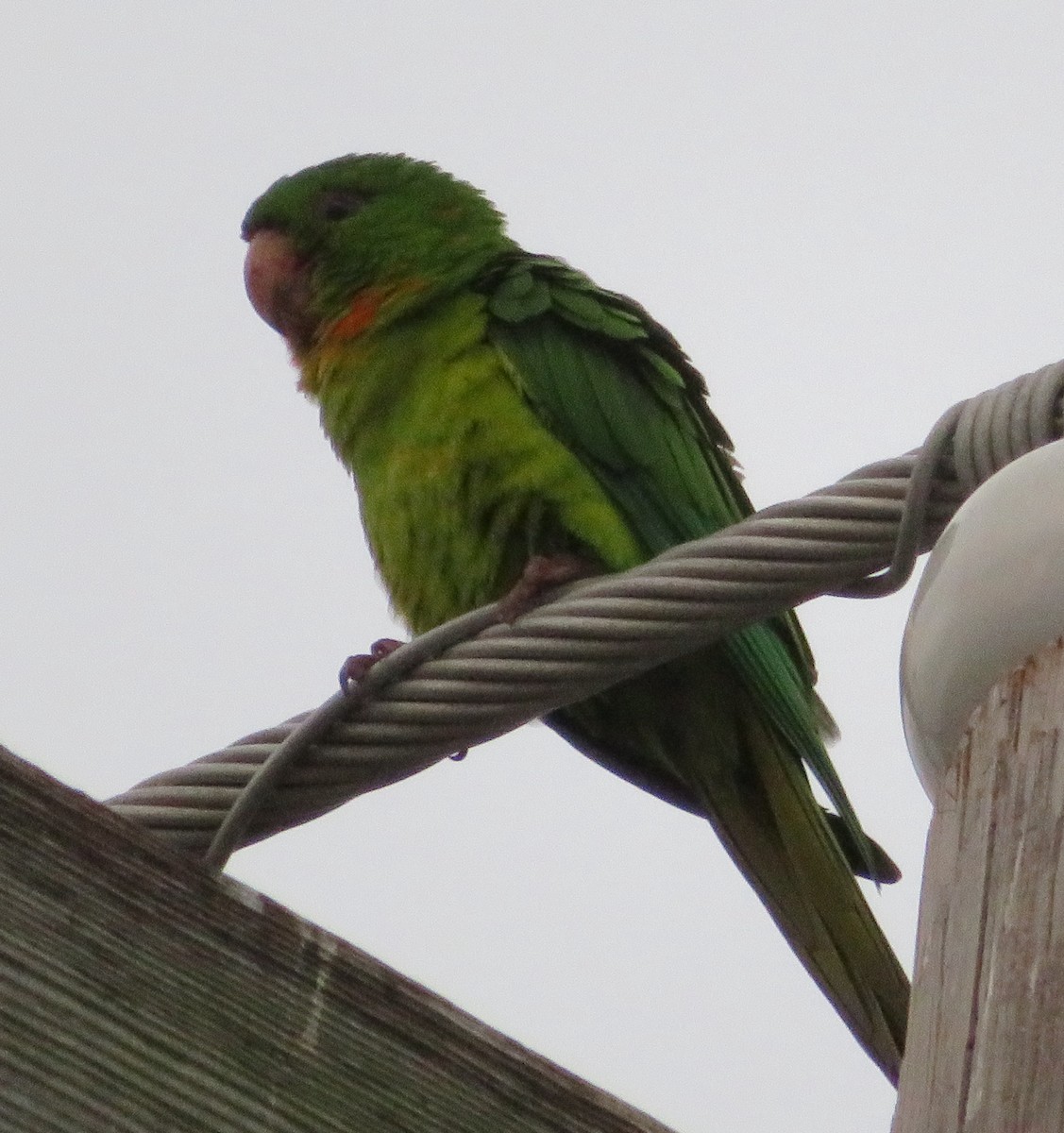 Green Parakeet - Paul Sellin