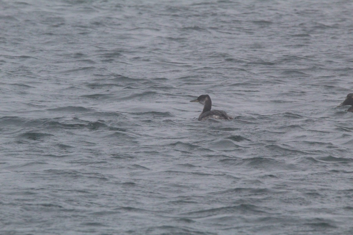 Red-necked Grebe - ML144506191