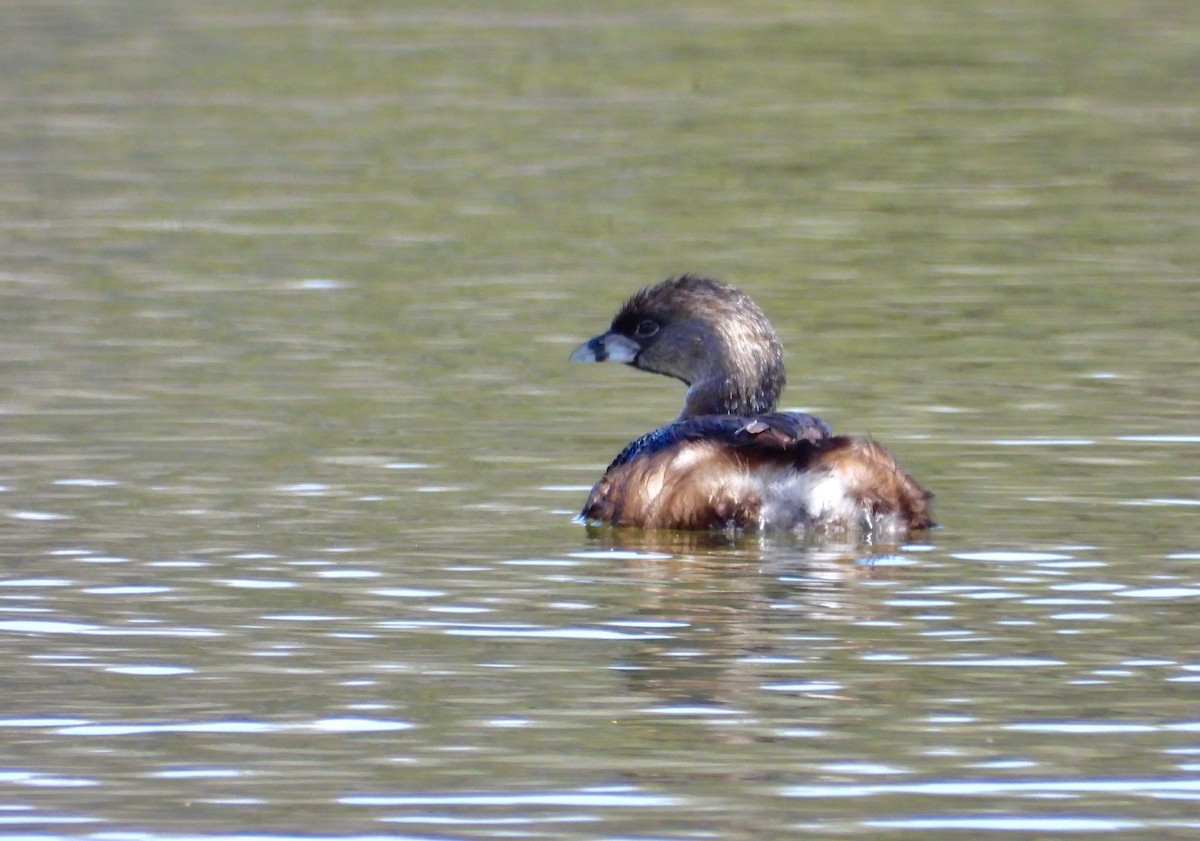 Pied-billed Grebe - James R. Hill, III