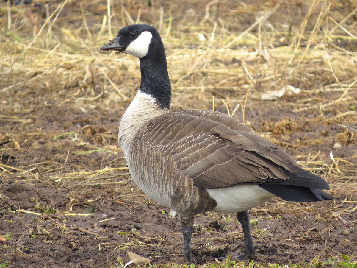 Cackling Goose (Richardson's) - Ted Floyd