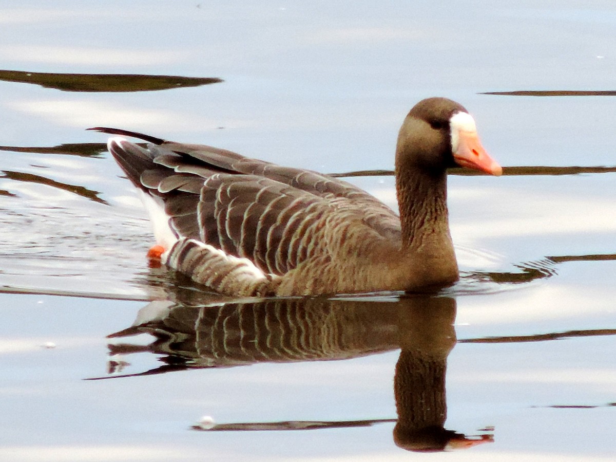 Greater White-fronted Goose - Doug Emlin