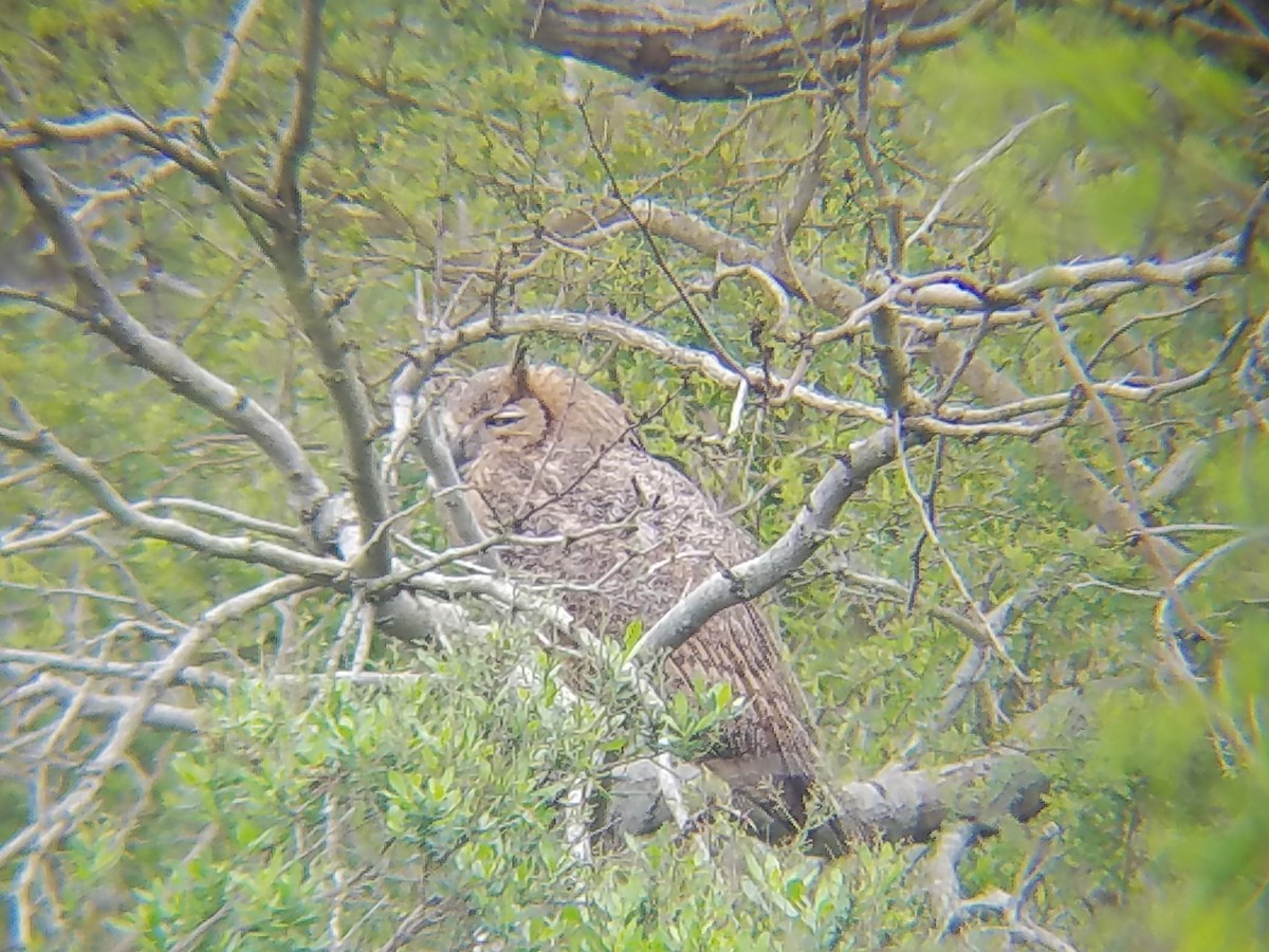 Great Horned Owl - ML144510461