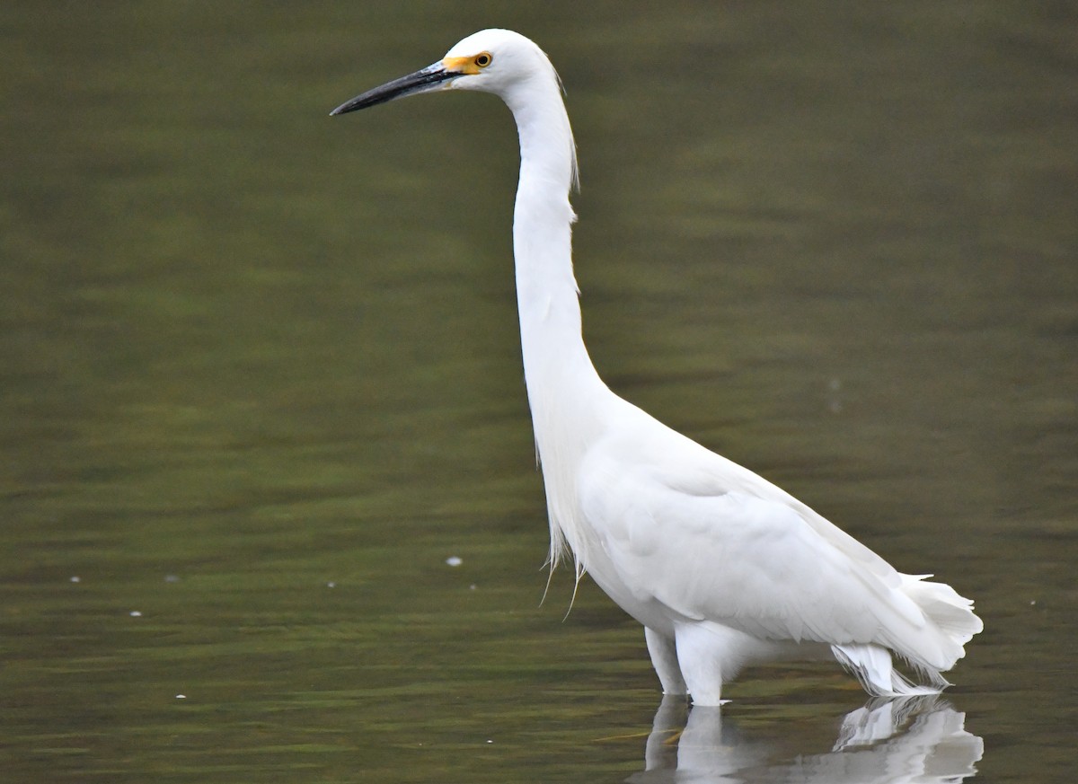 Snowy Egret - Fred Moses