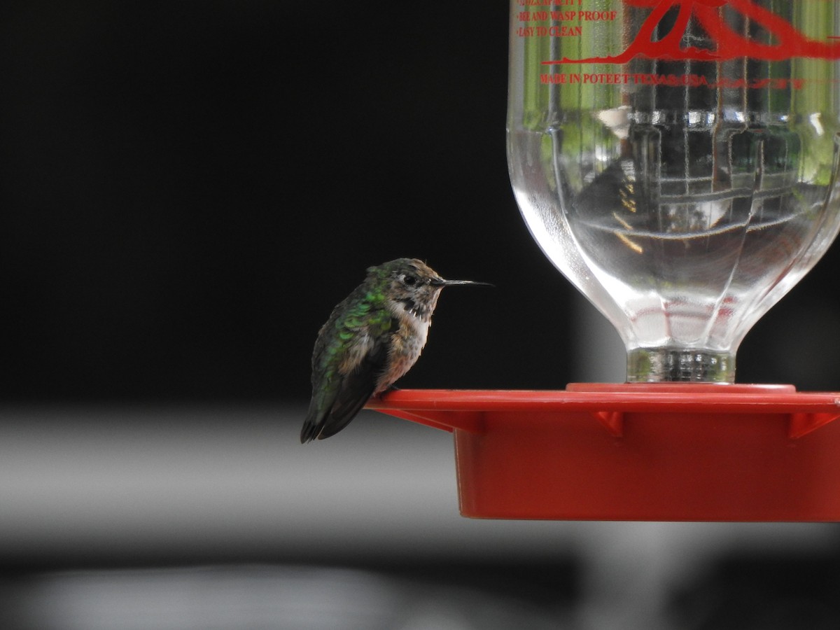 Calliope Hummingbird - ML144513301