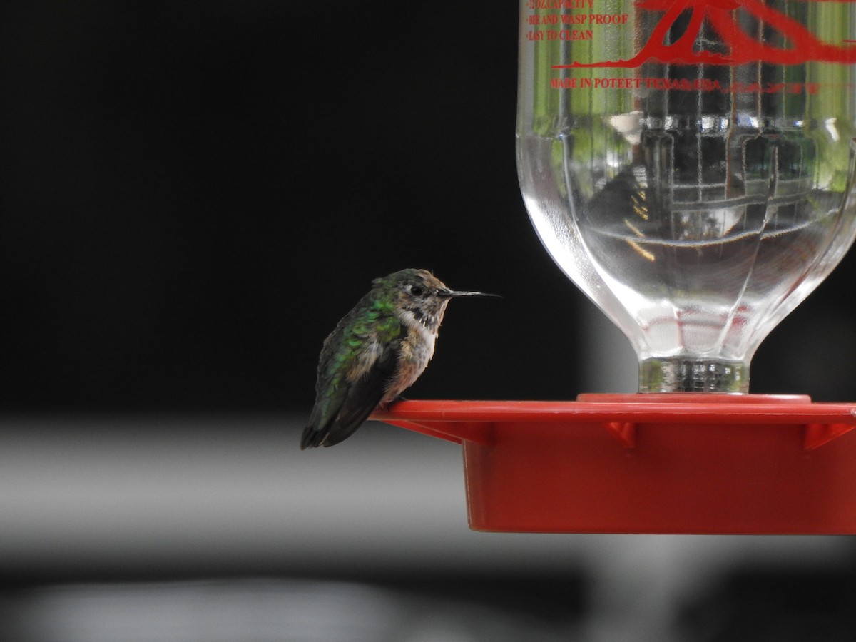 Calliope Hummingbird - Ben Holloway