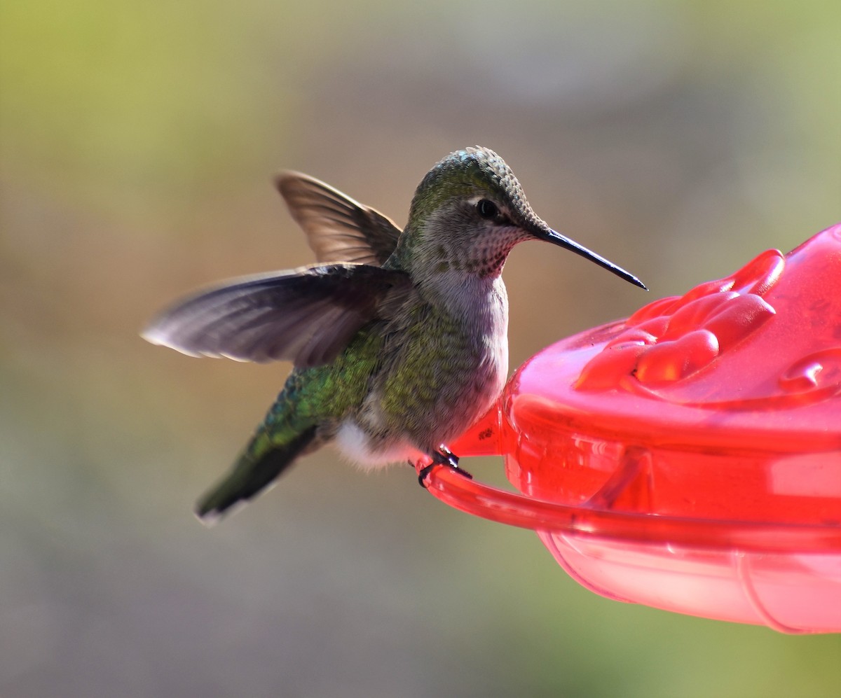 Anna's Hummingbird - ML144515171