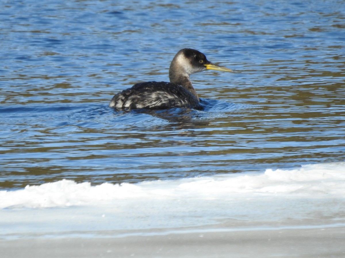 Red-necked Grebe - ML144517111