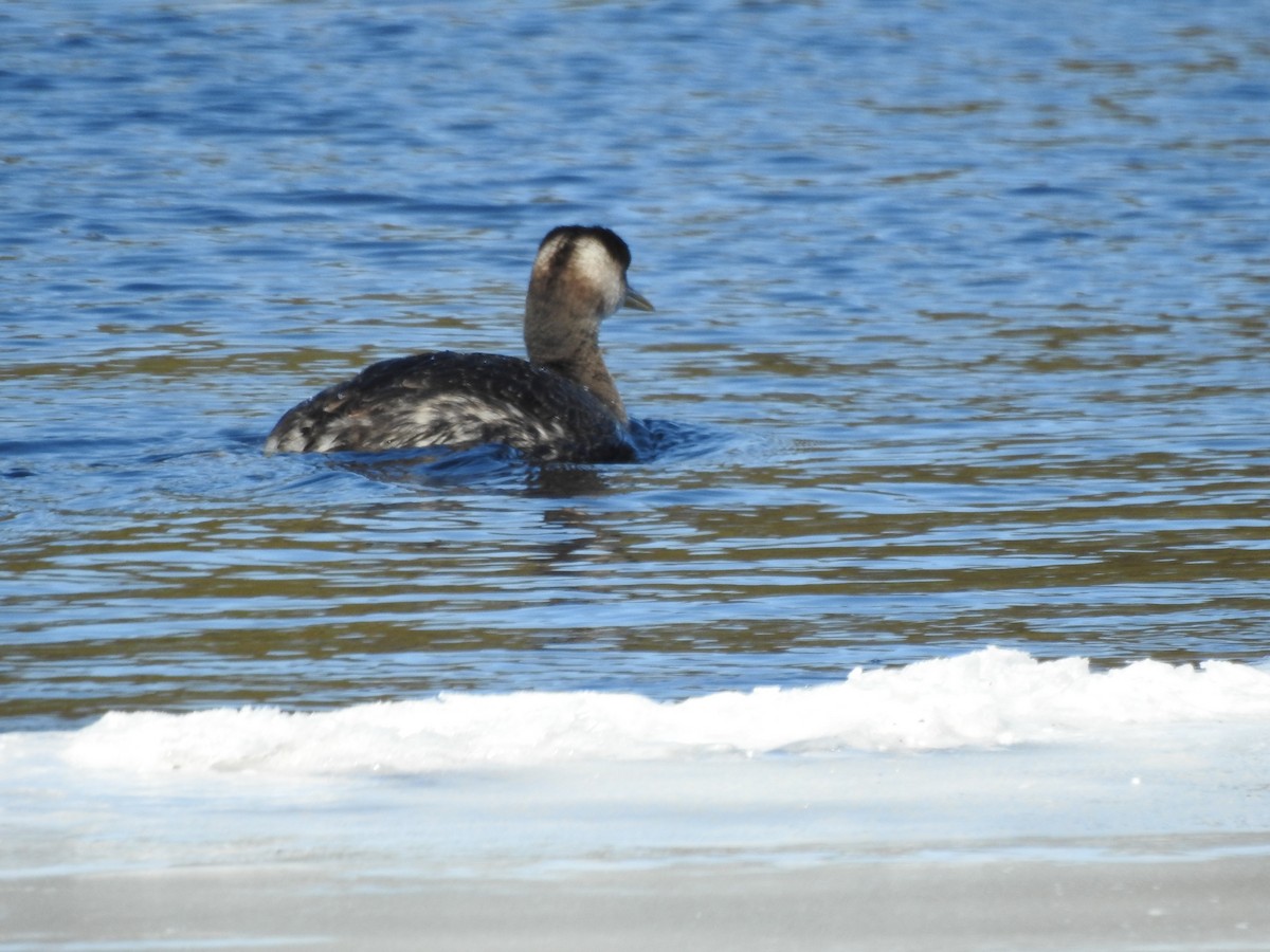 Red-necked Grebe - ML144517271