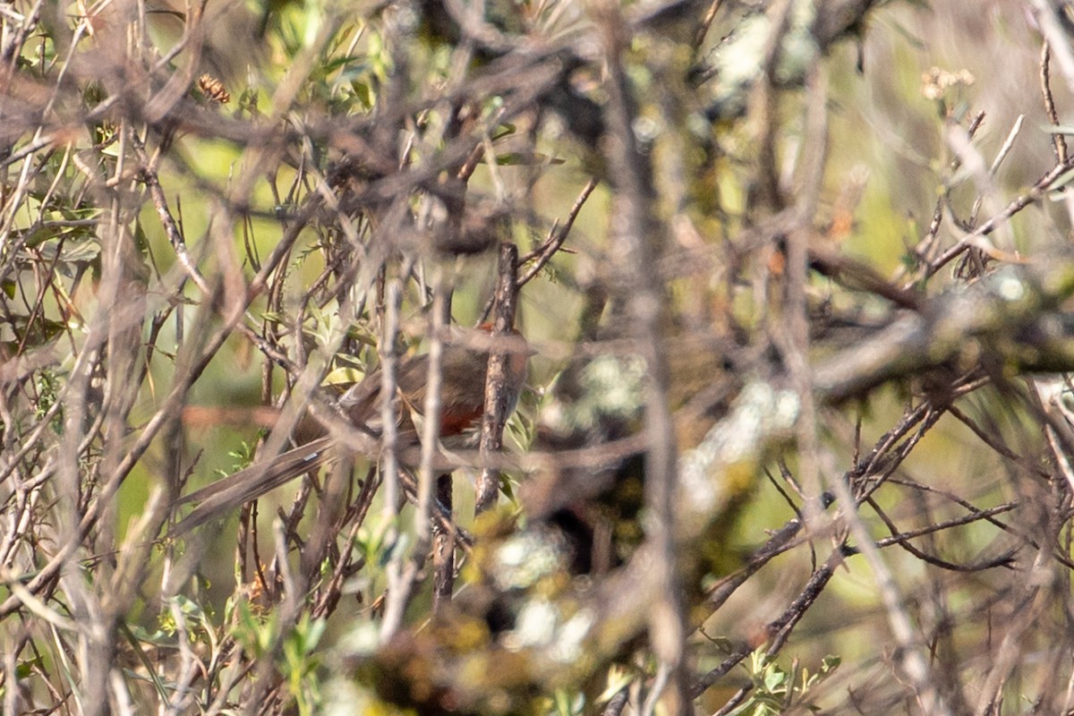 Silvery-throated Spinetail - ML144520211