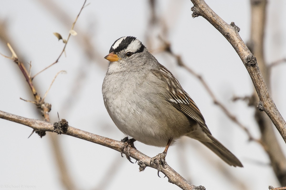 White-crowned Sparrow - Michael Henry
