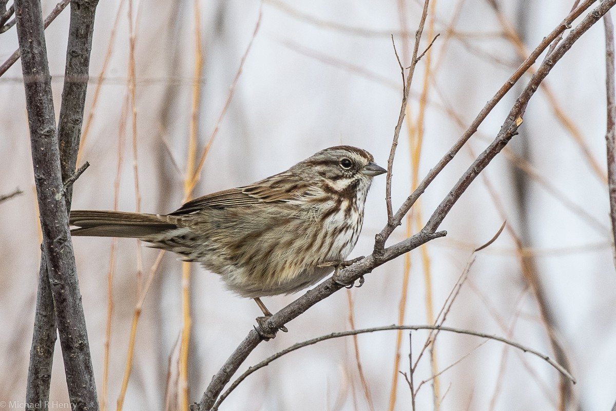 Song Sparrow - Michael Henry