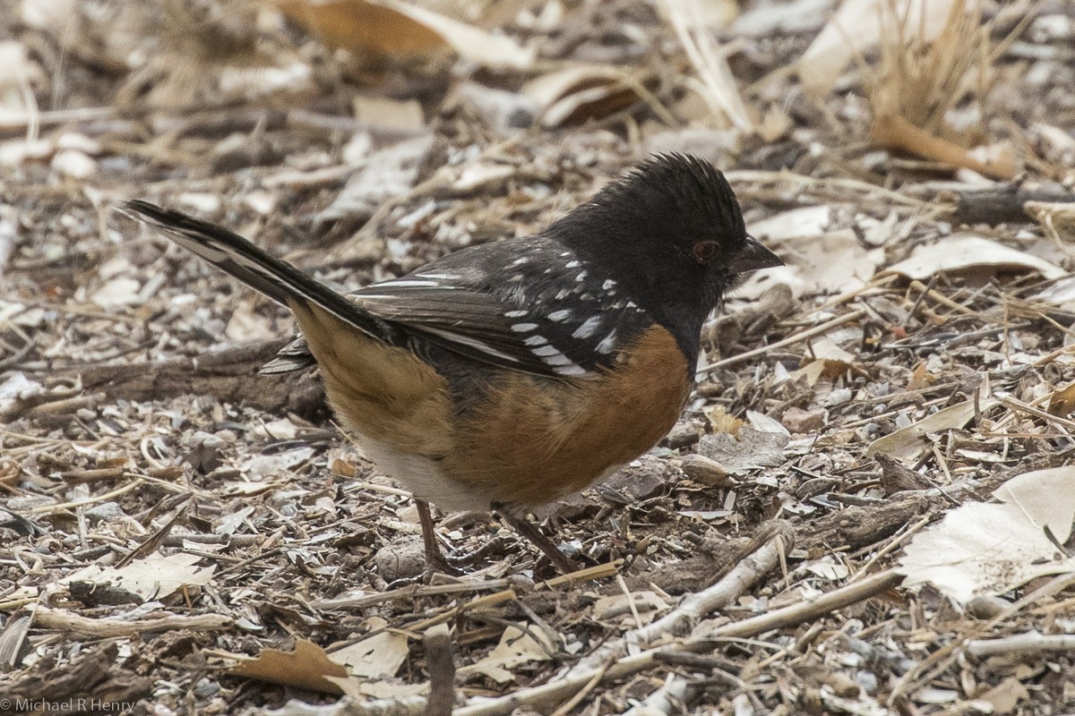 Spotted Towhee - Michael Henry