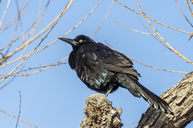 Great-tailed Grackle - Michael Henry