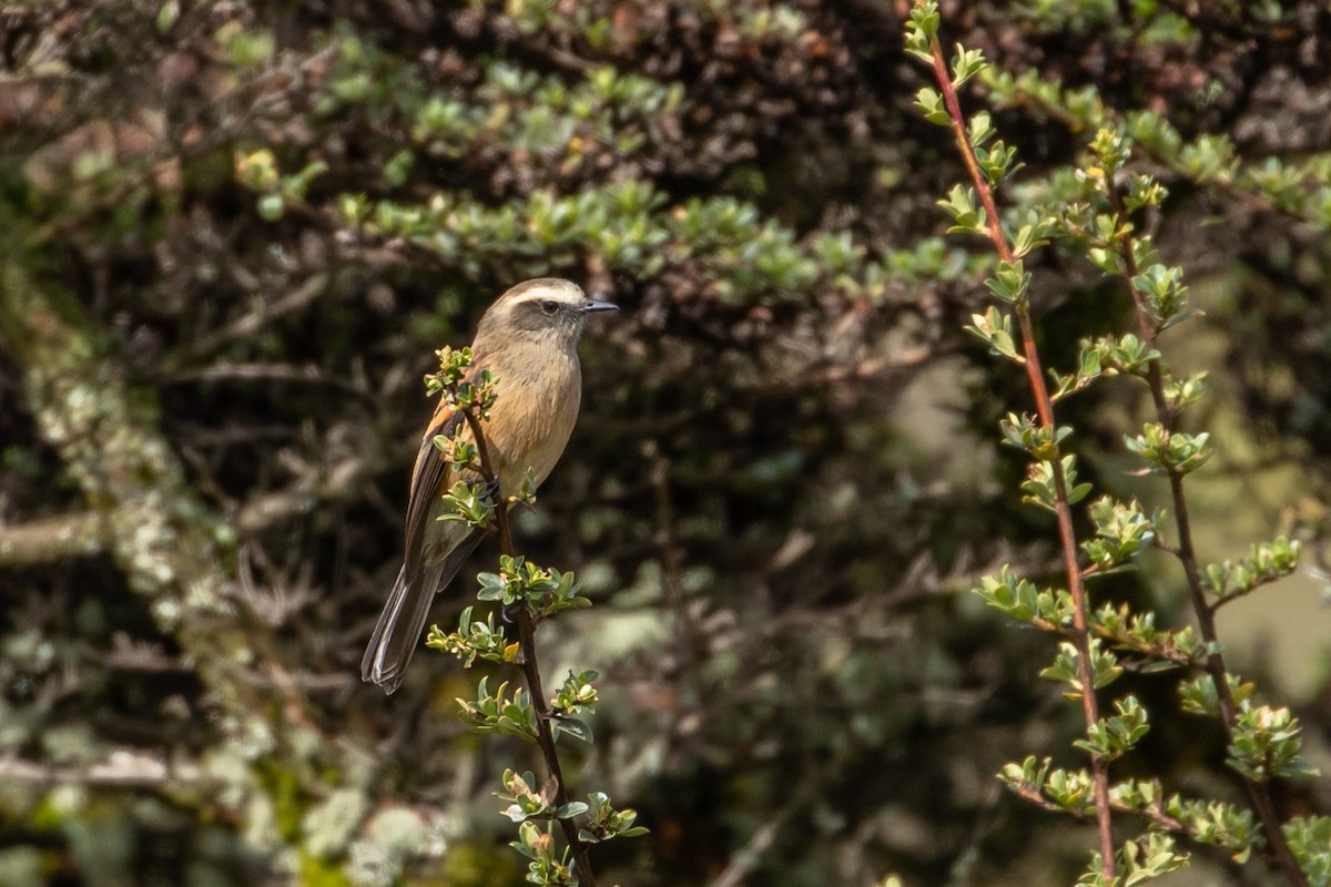 Brown-backed Chat-Tyrant - Louis Bevier
