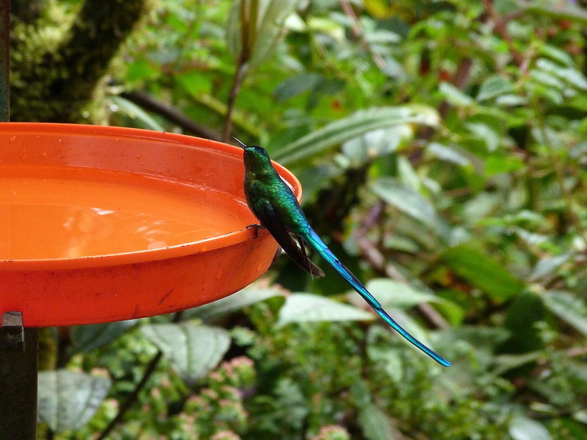 Long-tailed Sylph - ML144525151