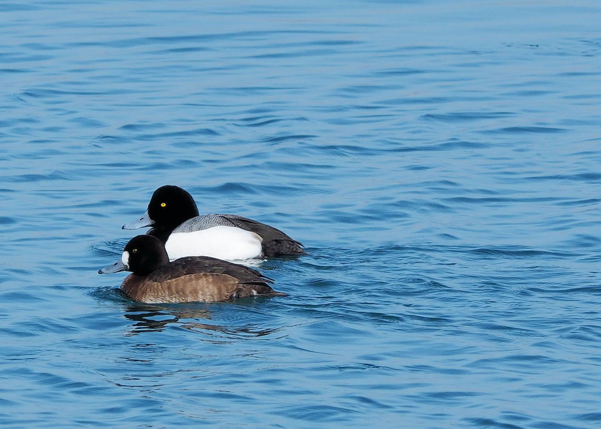 Greater Scaup - ML144525571