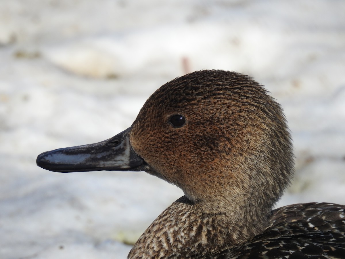Northern Pintail - Annick Béland