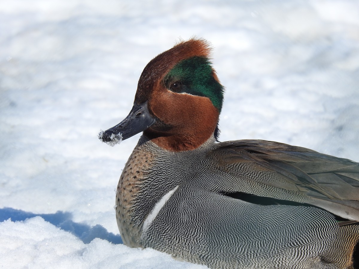 Green-winged Teal - Annick Béland