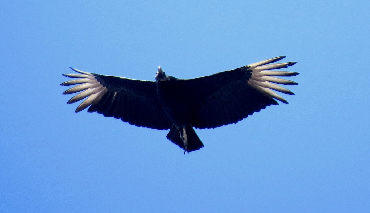 Black Vulture - Patrick O'Driscoll