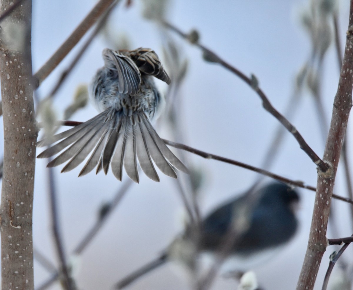 Chipping Sparrow - Joan Heffernan