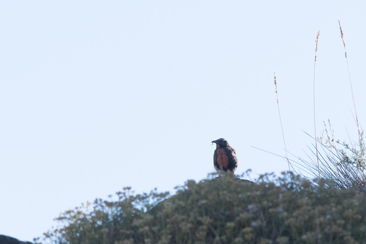Long-tailed Meadowlark - Nige Hartley