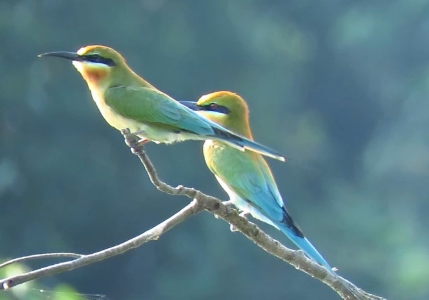 Blue-tailed Bee-eater - ML144539301