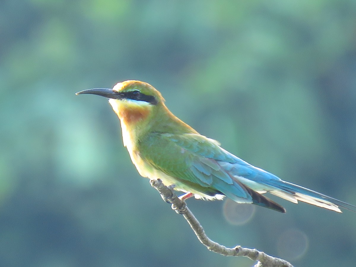 Blue-tailed Bee-eater - ML144539341
