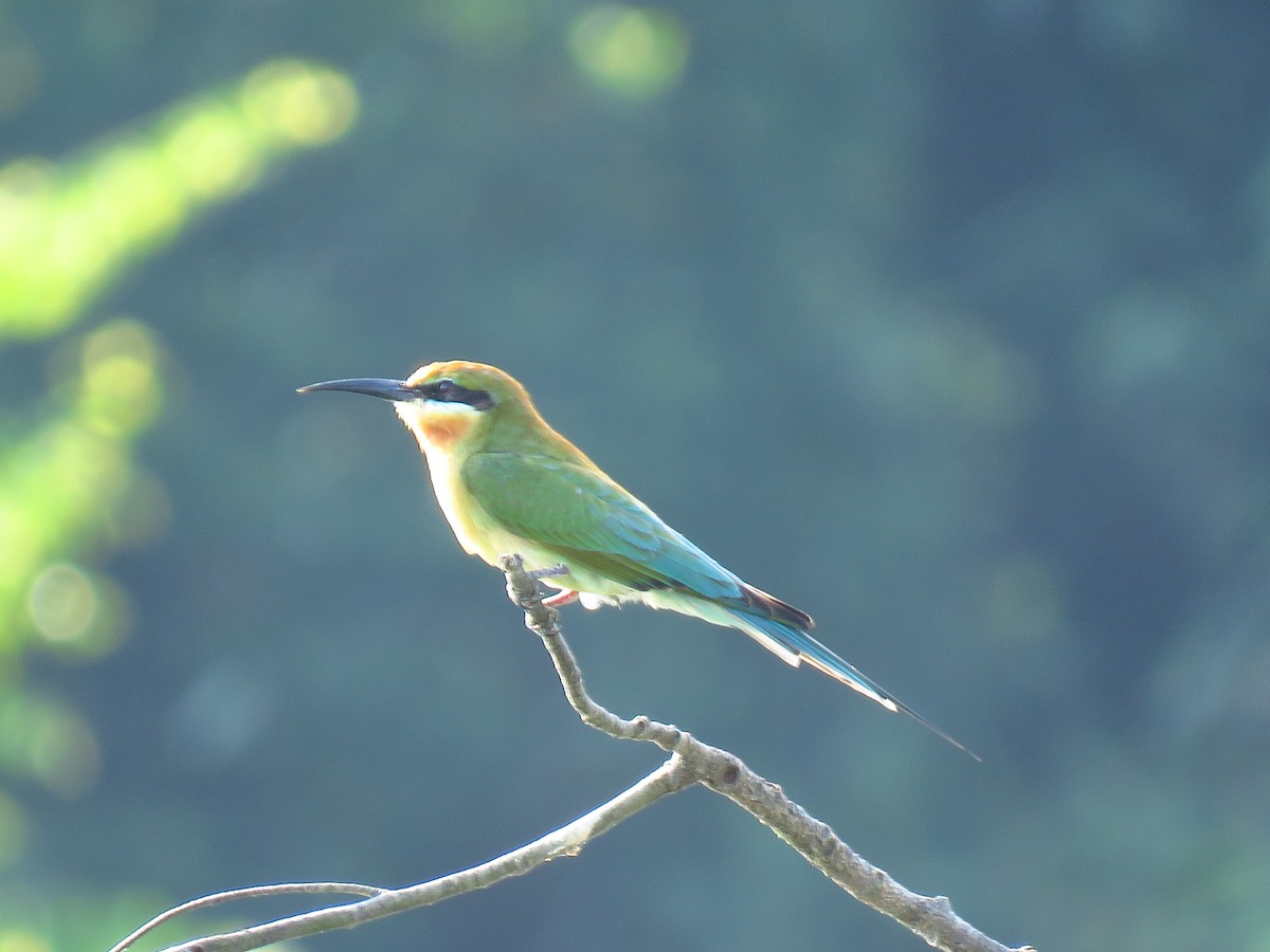 Blue-tailed Bee-eater - ML144539391
