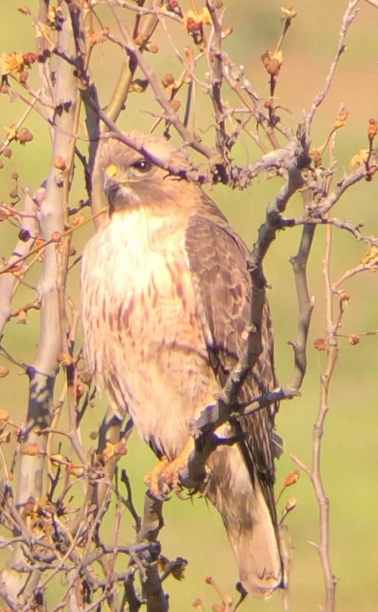 Red-tailed Hawk - ML144539981