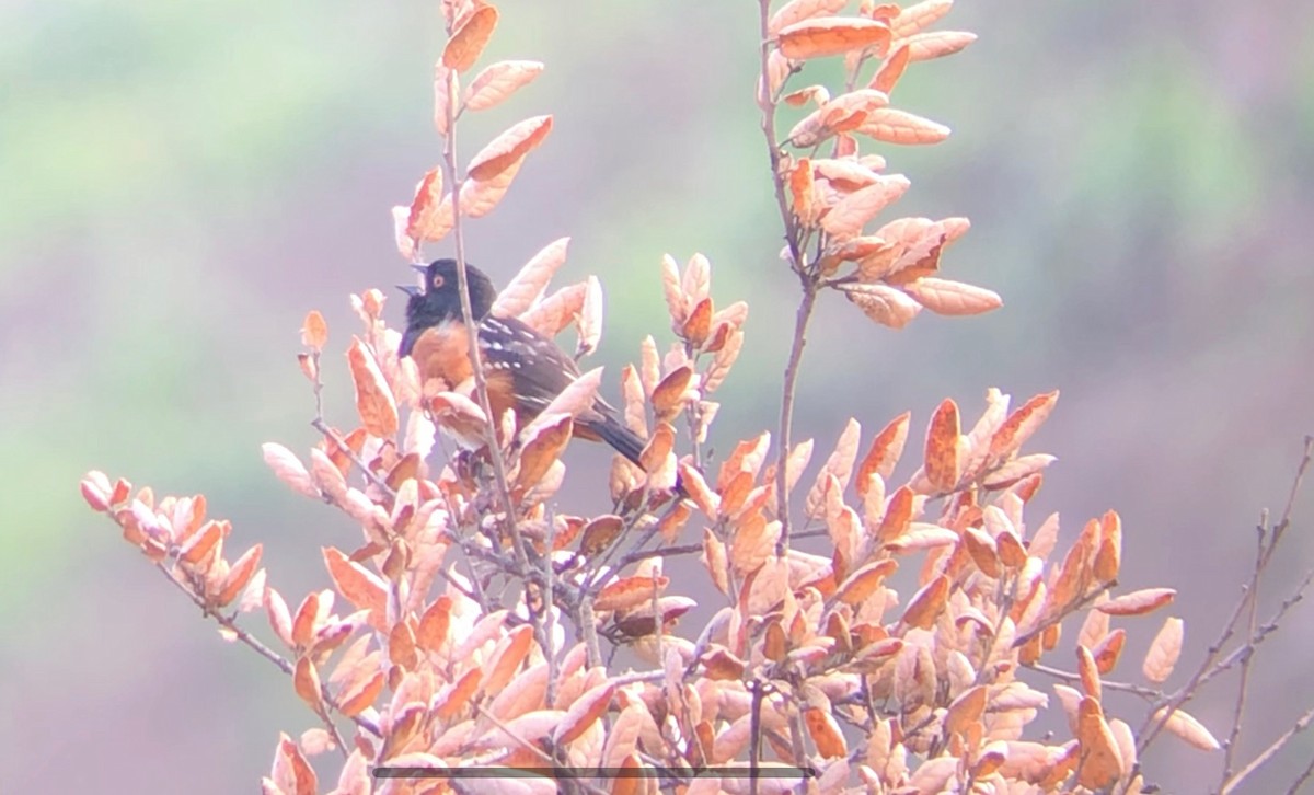Spotted Towhee - ML144540221