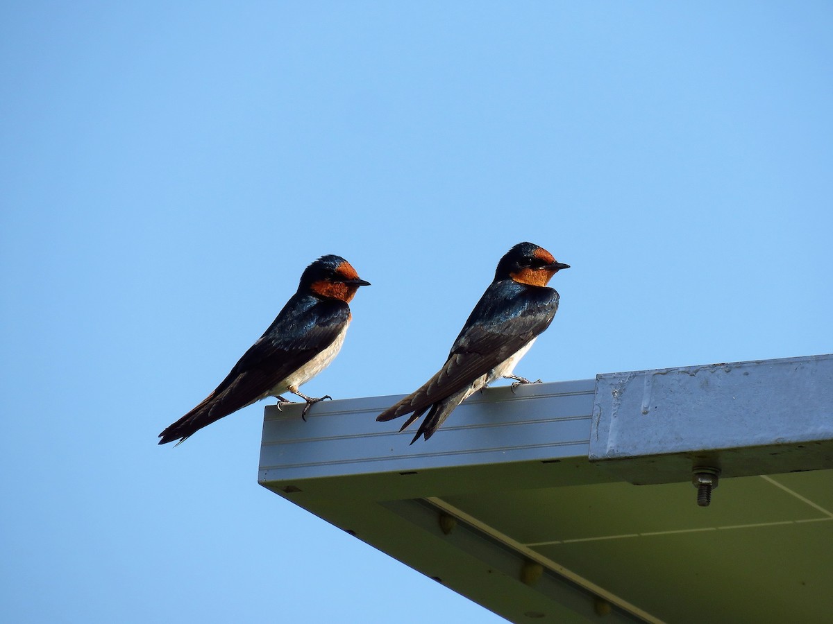 Pacific Swallow - ML144540721